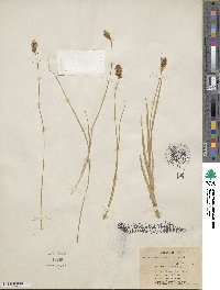 Carex praegracilis image