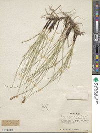 Carex praegracilis image