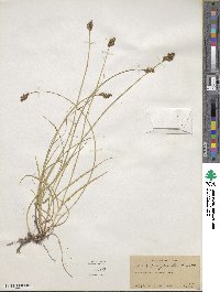 Carex praegracilis image