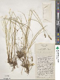 Carex praegracilis image