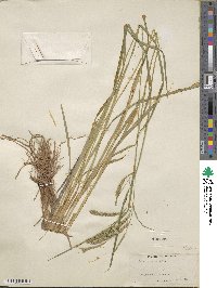 Carex praegracilis image