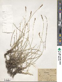 Carex praegracilis image