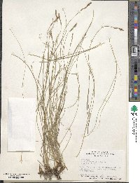 Carex praegracilis image