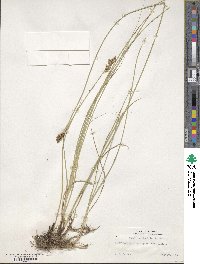 Carex praegracilis image