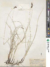 Carex praegracilis image