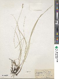 Carex praegracilis image