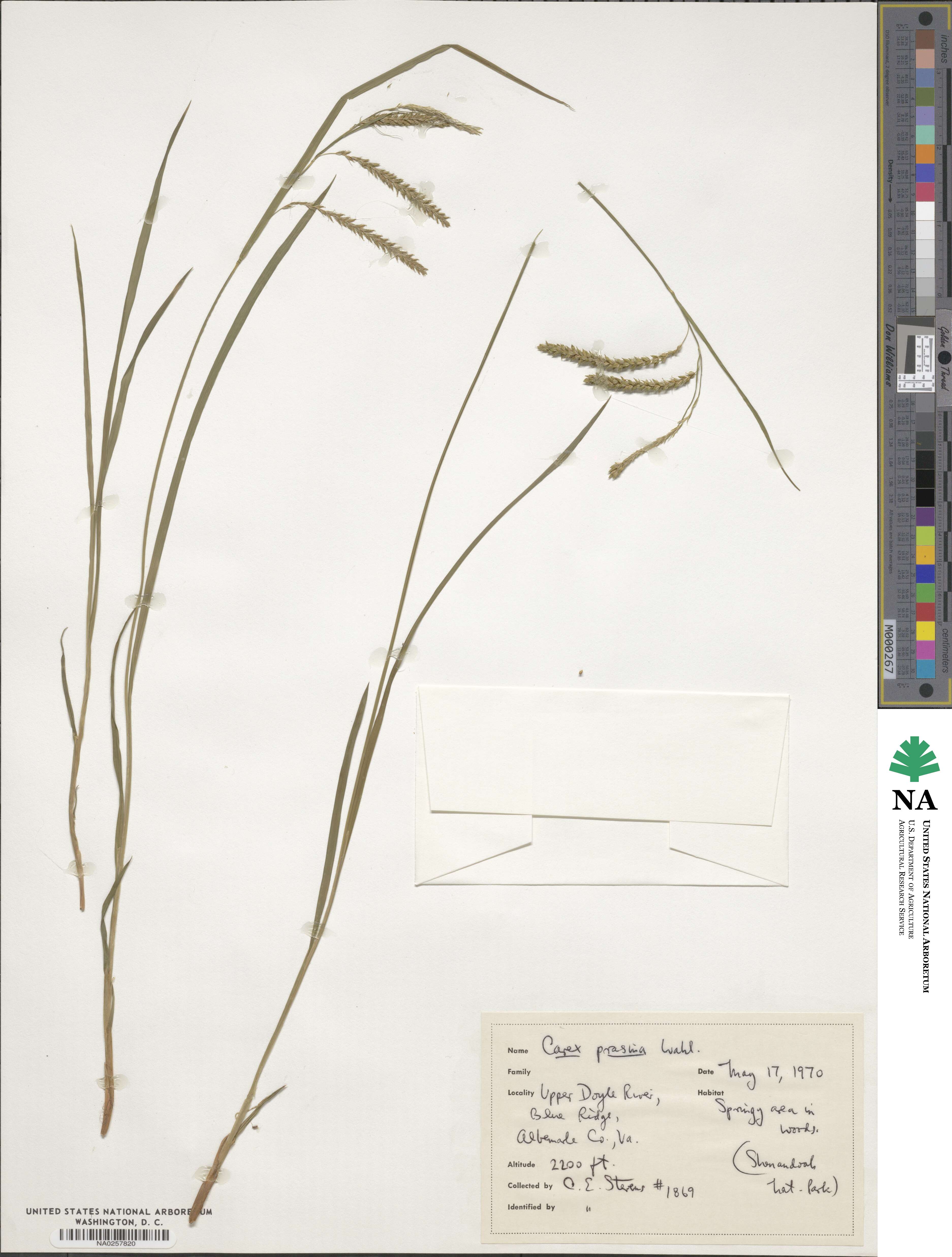 Carex prasina image
