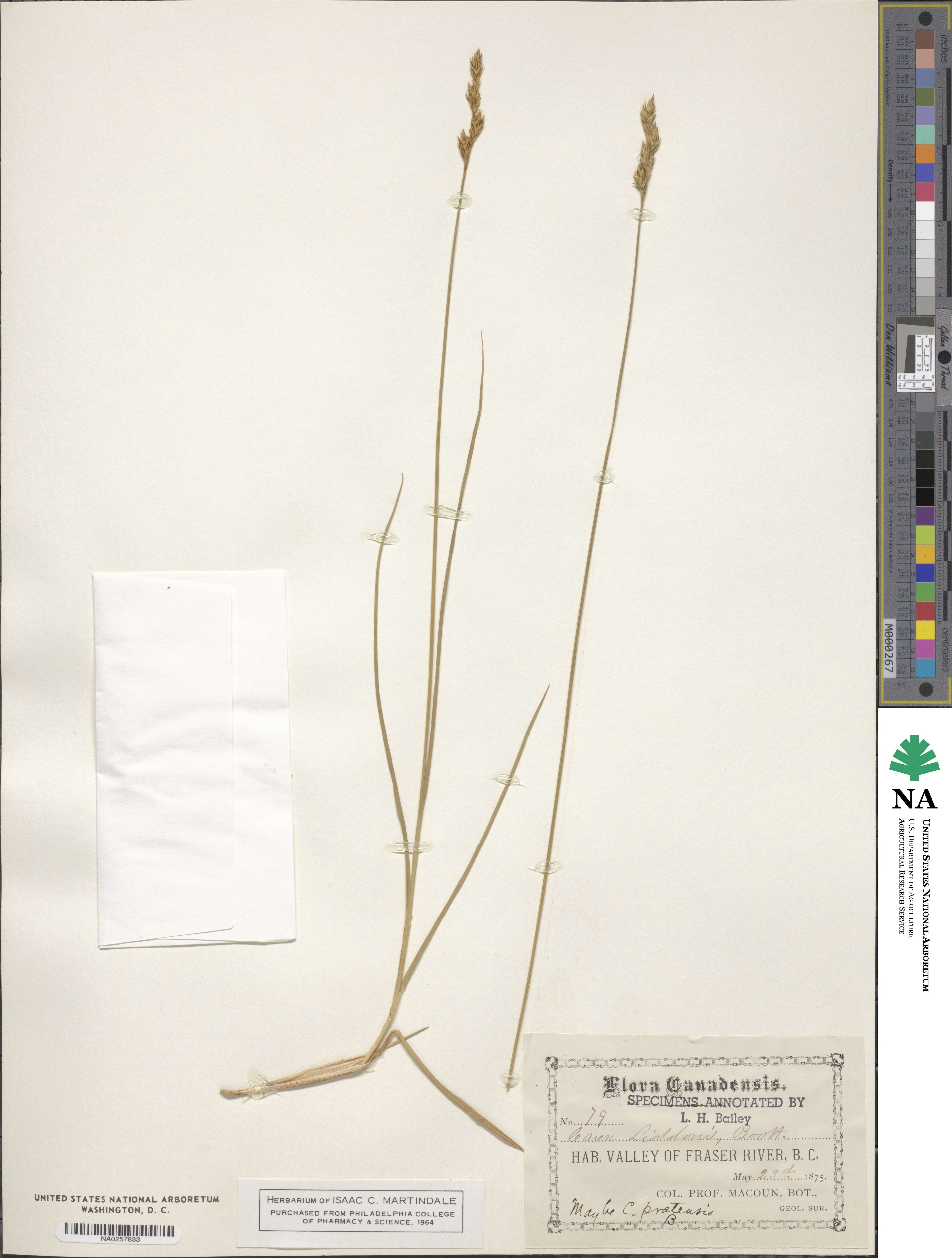Carex praticola image
