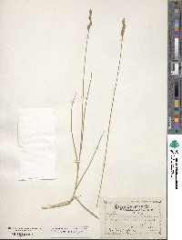 Carex praticola image