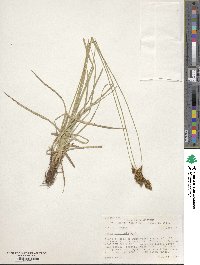 Carex praticola image