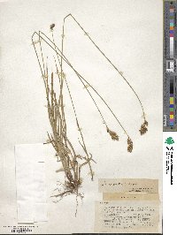 Carex praticola image