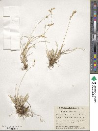 Carex praticola image