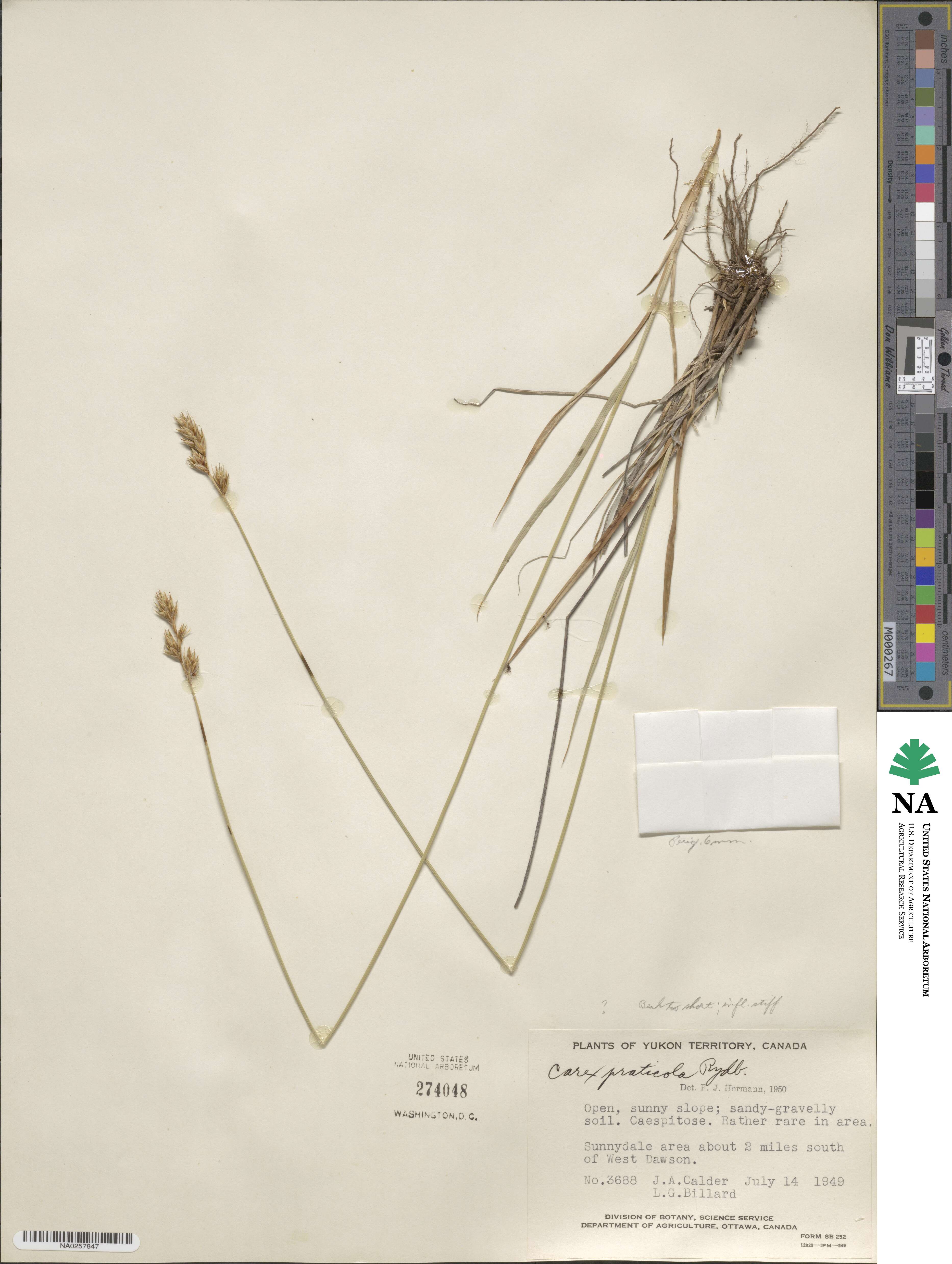 Carex praticola image