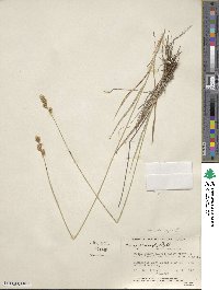 Carex praticola image