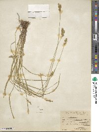 Carex praticola image