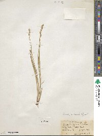 Carex praticola image