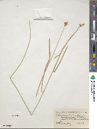 Carex praticola image