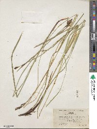 Carex scopulorum var. prionophylla image