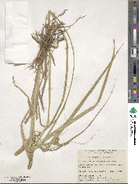 Carex pseudocyperus image