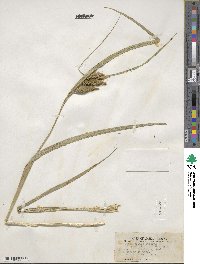 Carex pseudocyperus image