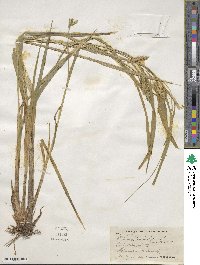 Carex pseudocyperus image