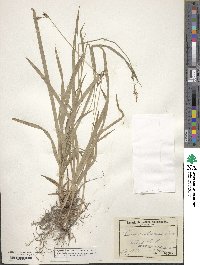 Carex hirtifolia image