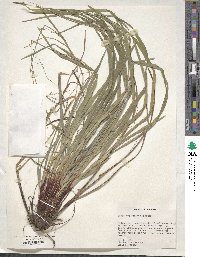 Carex purpurifera image