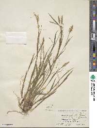 Carex purpurifera image