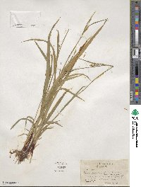 Carex purpurifera image