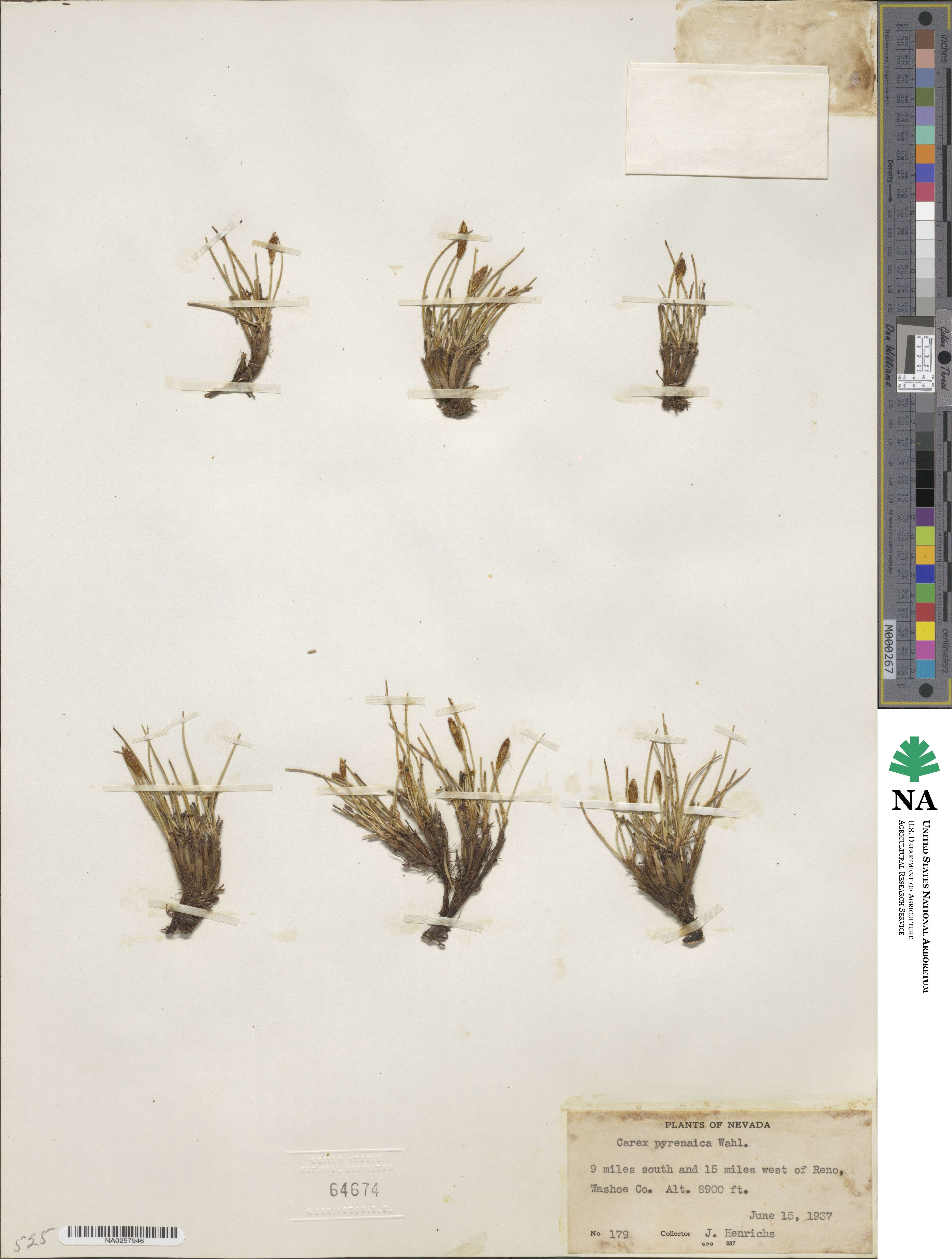 Carex pyrenaica image