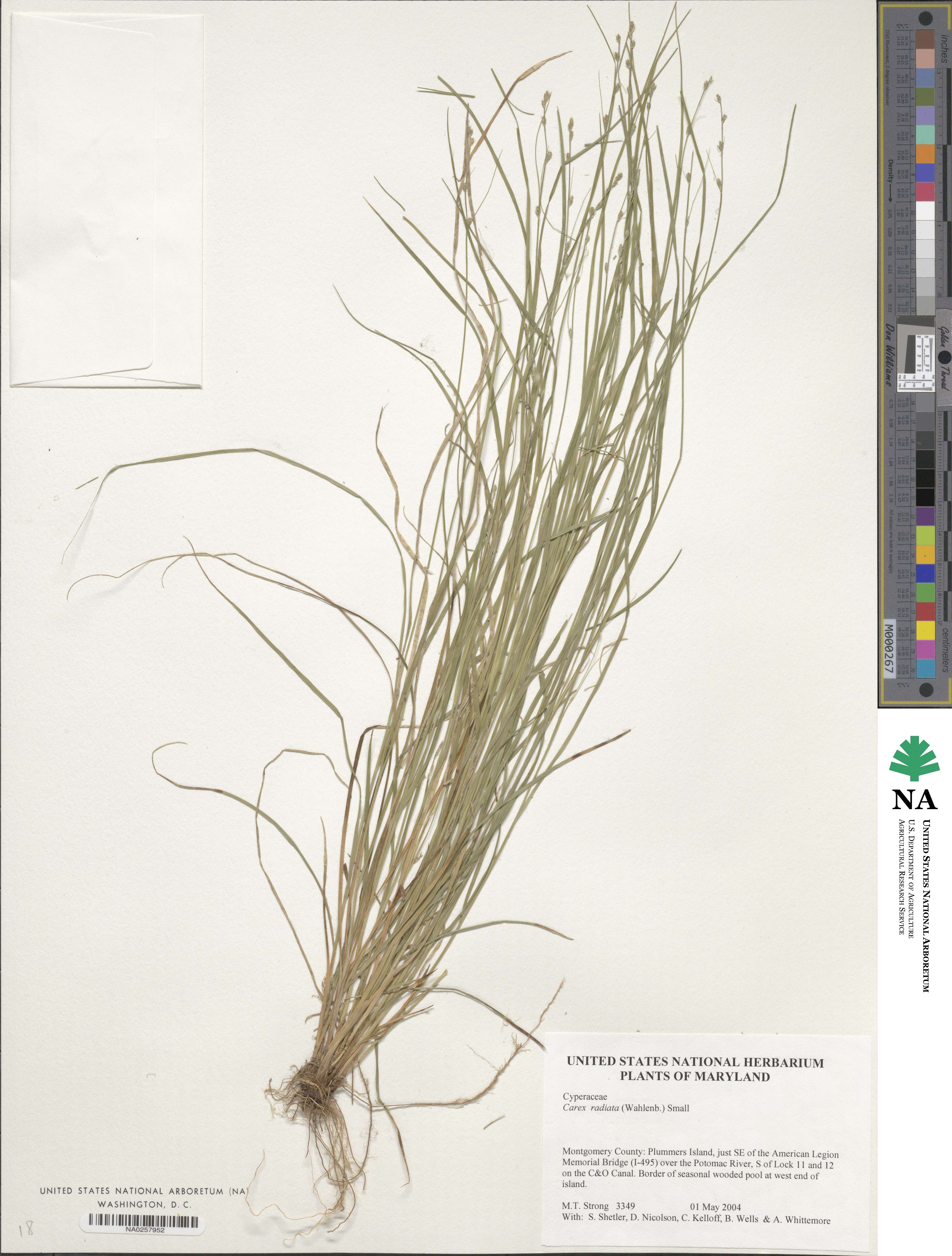 Carex radiata image