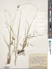 Carex atratiformis image