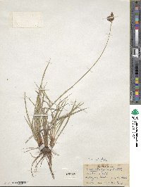 Carex atratiformis image