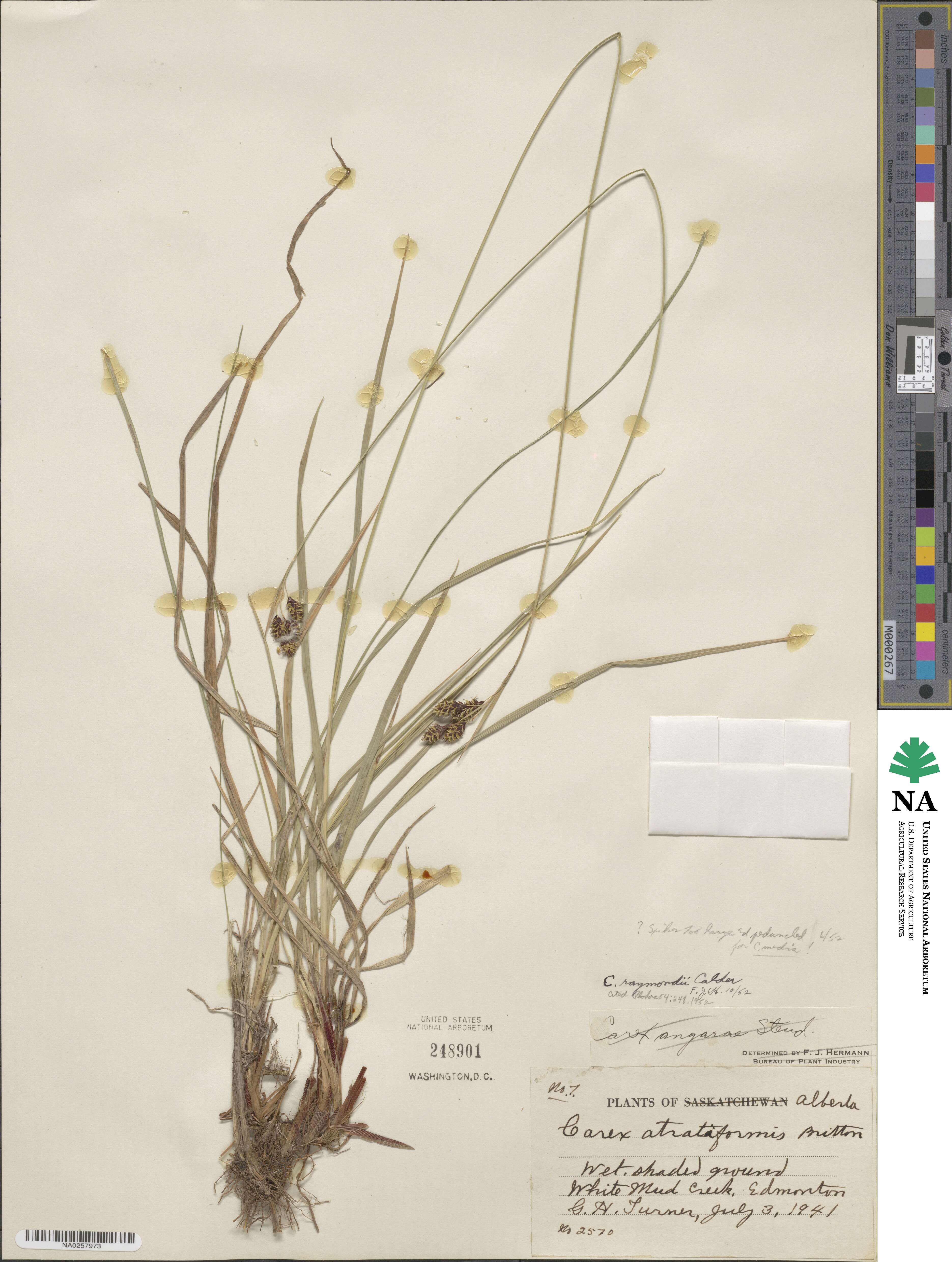 Carex atratiformis image