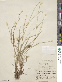 Carex atratiformis image