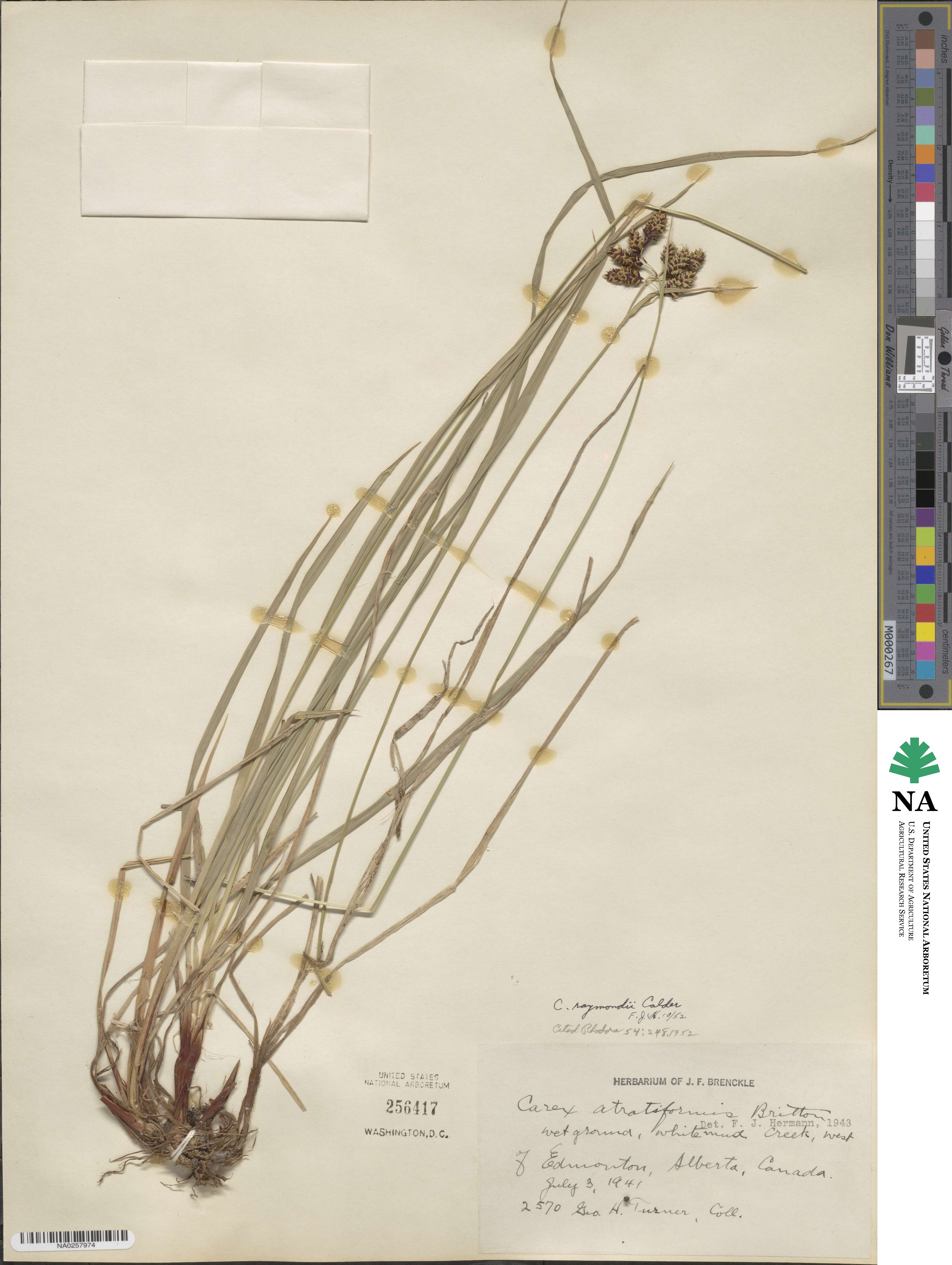 Carex atratiformis image