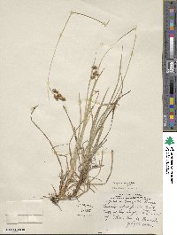 Carex atratiformis image