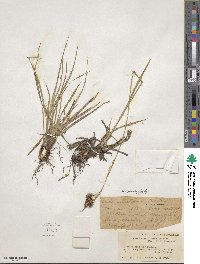 Carex atratiformis image