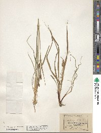 Carex raynoldsii image