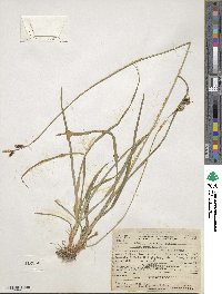 Carex raynoldsii image