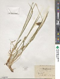 Carex raynoldsii image