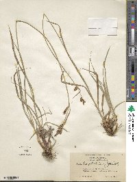 Carex raynoldsii image