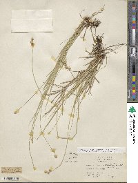 Carex reniformis image