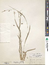 Carex laxiculmis image