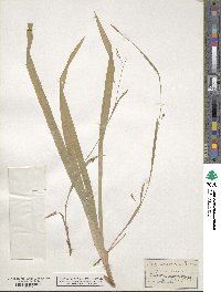 Carex laxiculmis var. copulata image