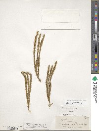 Lateristachys lateralis image