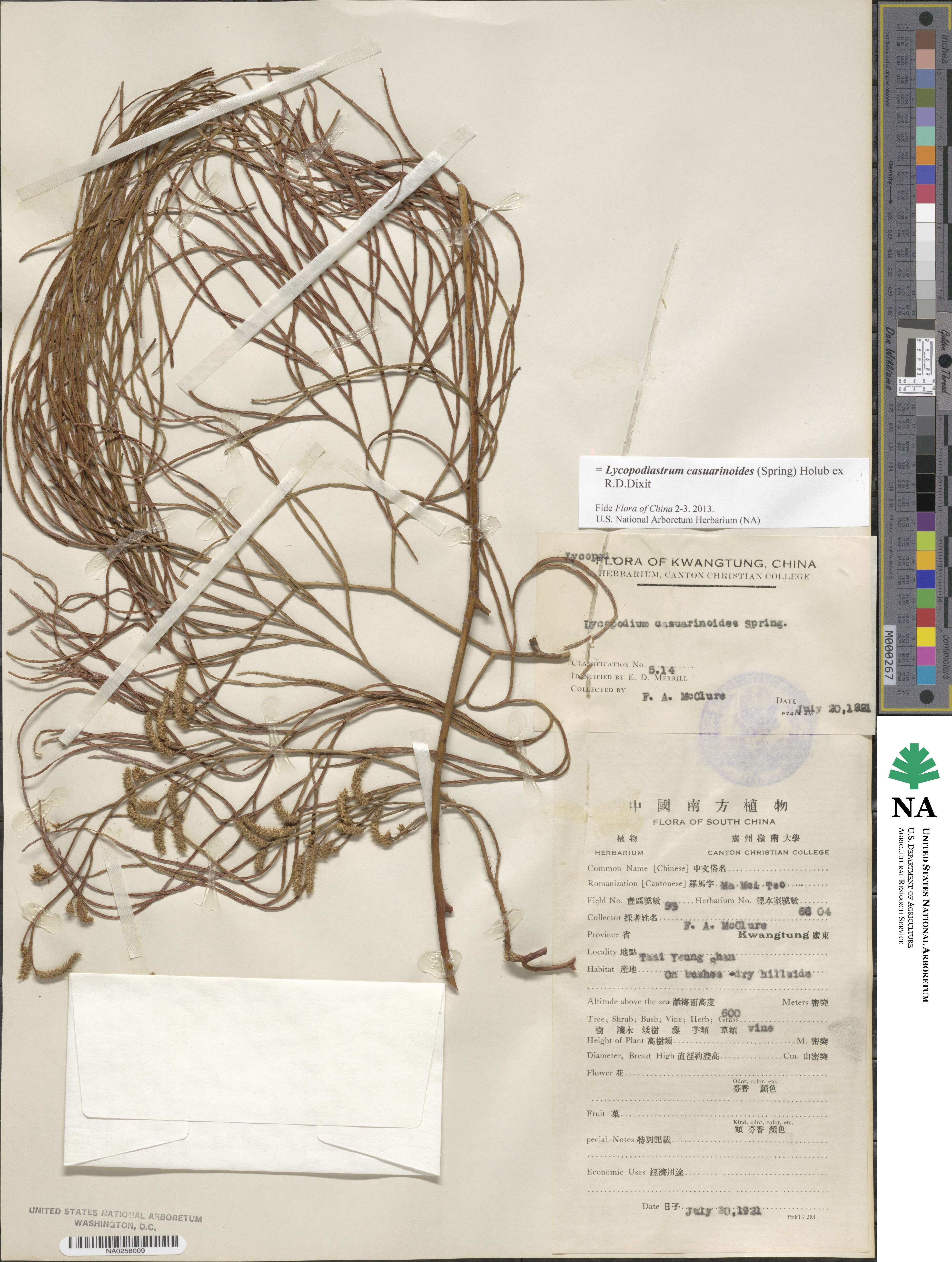 Lycopodiastrum casuarinoides image