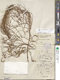 Lycopodiastrum casuarinoides image