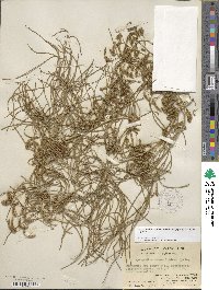 Lycopodiastrum casuarinoides image