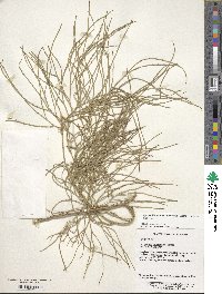 Lycopodiastrum casuarinoides image